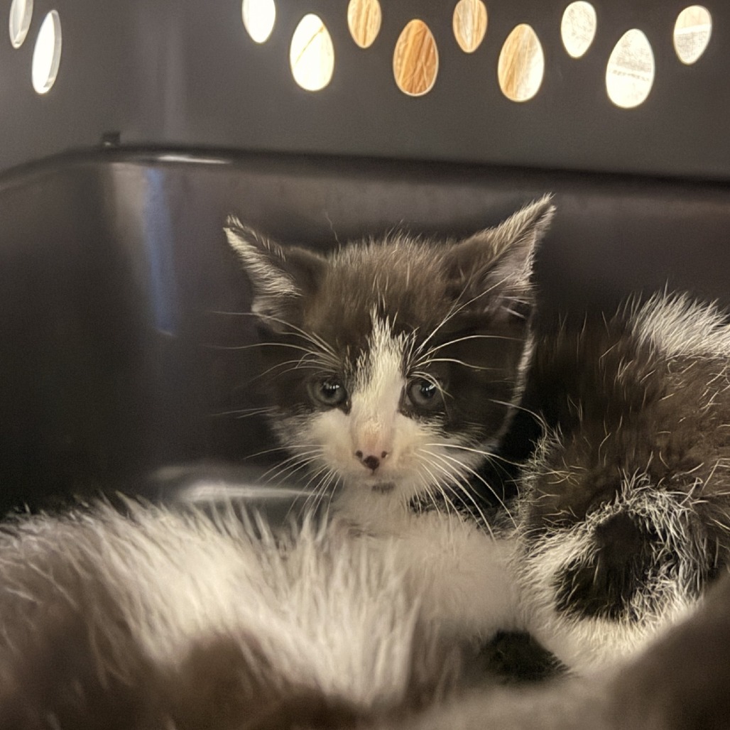 Shelter Stray Male Cat last seen , 244 Georgetown Rd, Jacksonville, NC 28540, USA