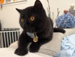 Lost Male Cat last seen Hays River Circle, Fountain Valley, CA 92708