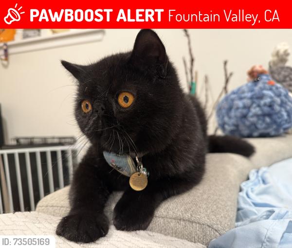 Lost Male Cat last seen Hays River Circle, Fountain Valley, CA 92708