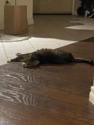 Found/Stray Female Cat last seen Came to our patio, San Diego, CA 92111
