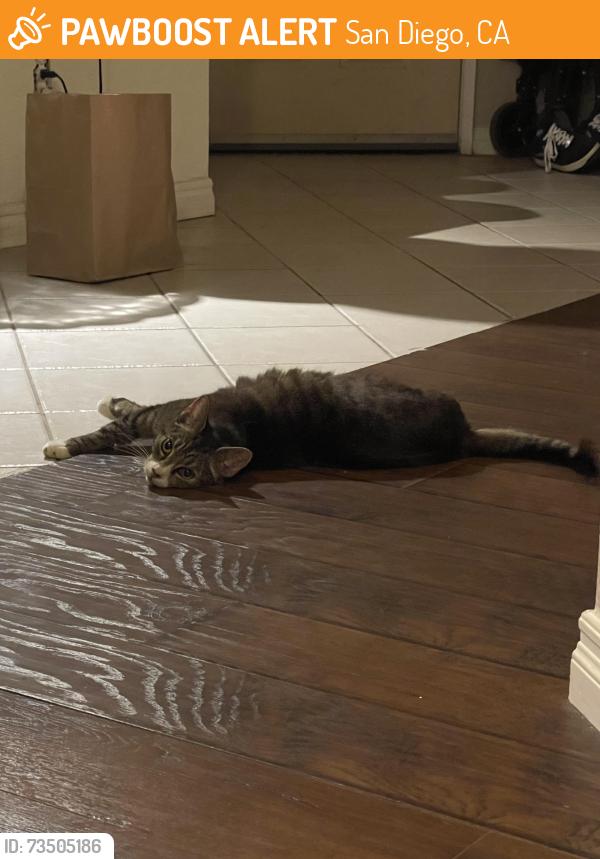 Found/Stray Female Cat last seen Came to our patio, San Diego, CA 92111