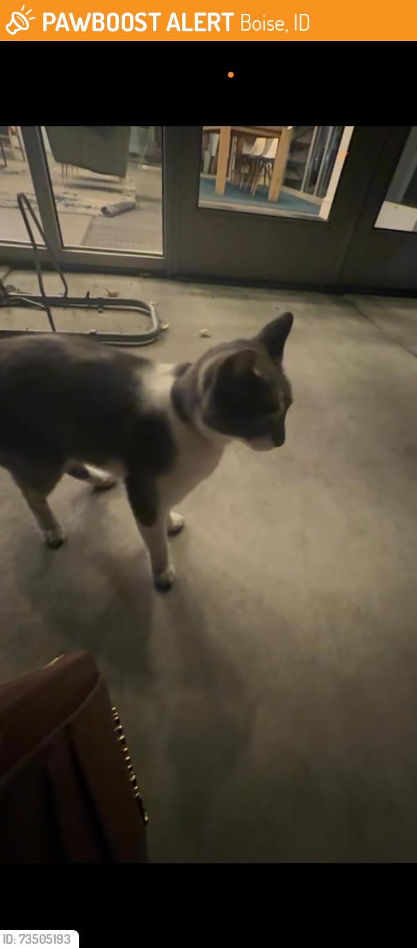 Found/Stray Unknown Cat last seen Beacon st. Identity apmts, Boise, ID 83706