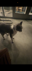 Found/Stray Unknown Cat last seen Beacon st. Identity apmts, Boise, ID 83706