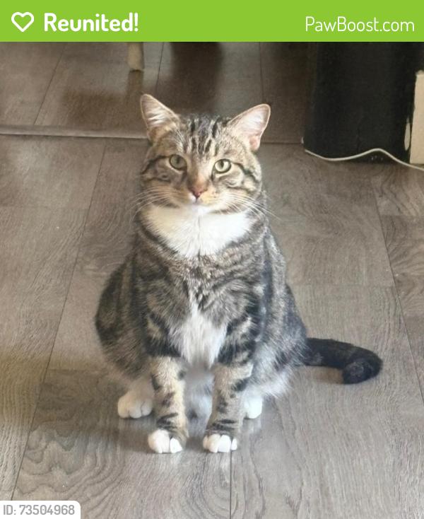 Reunited Male Cat last seen Near W La Hontan Dr, Boise, ID 83709, USA, Boise, ID 83709