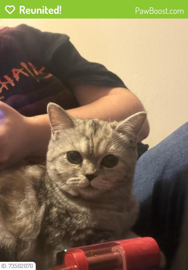 Reunited Female Cat last seen Sehome highschool, Bellingham, WA 98225