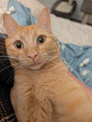 Reunited Female Cat last seen Southwest Gracie St, 205th st, Aloha, OR 97006