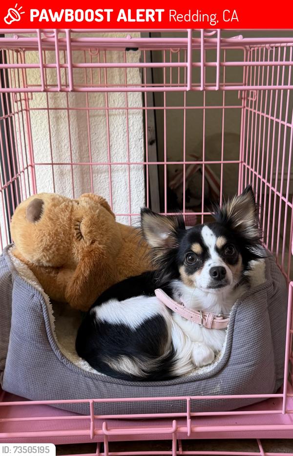 Lost Female Dog last seen Reflection St, Redding, CA 96003