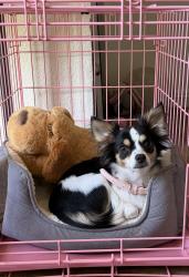 Lost Female Dog last seen Reflection St, Redding, CA 96003