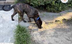 Lost Female Dog last seen Earlwood park, Columbia, SC 29205
