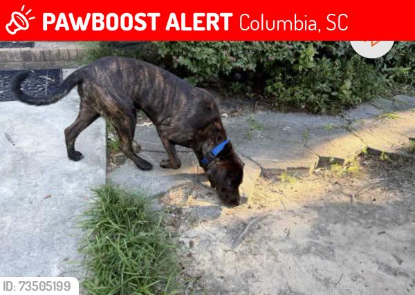 Lost Female Dog last seen Earlwood park, Columbia, SC 29205