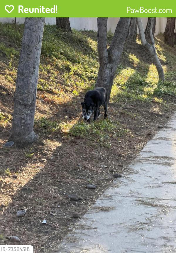 Reunited Female Dog last seen Hunte Parkway & clbh Dr., Chula Vista, CA 91915