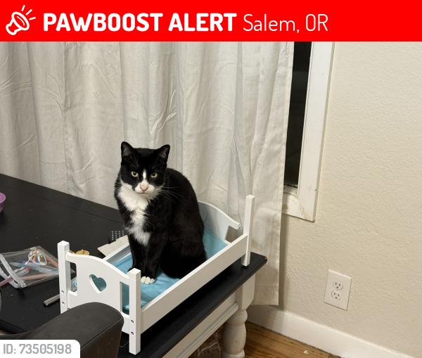 Lost Male Cat last seen Marilyn and pringle, Salem, OR 97302