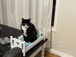Lost Male Cat last seen Marilyn and pringle, Salem, OR 97302