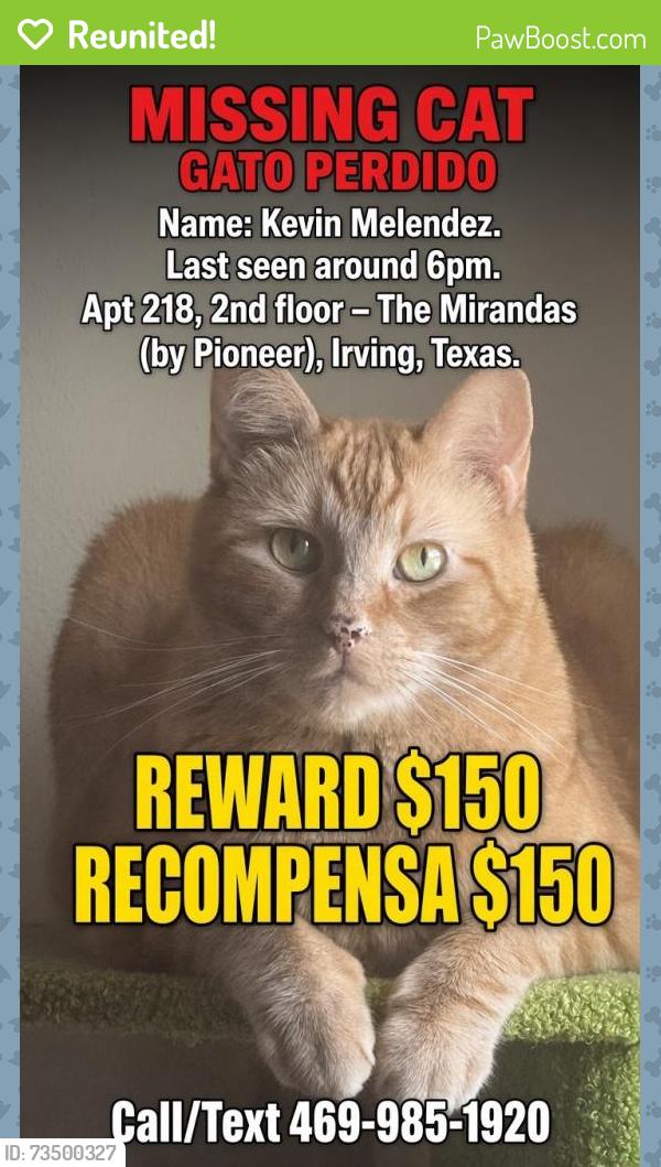 Reunited Male Cat last seen Near W Pioneer Dr, Irving, TX 75061, USA, Irving, TX 75061