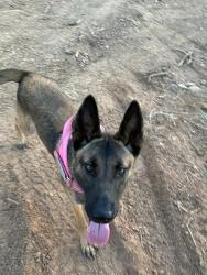 Lost Female Dog last seen Helix St, Spring Valley, CA 91977