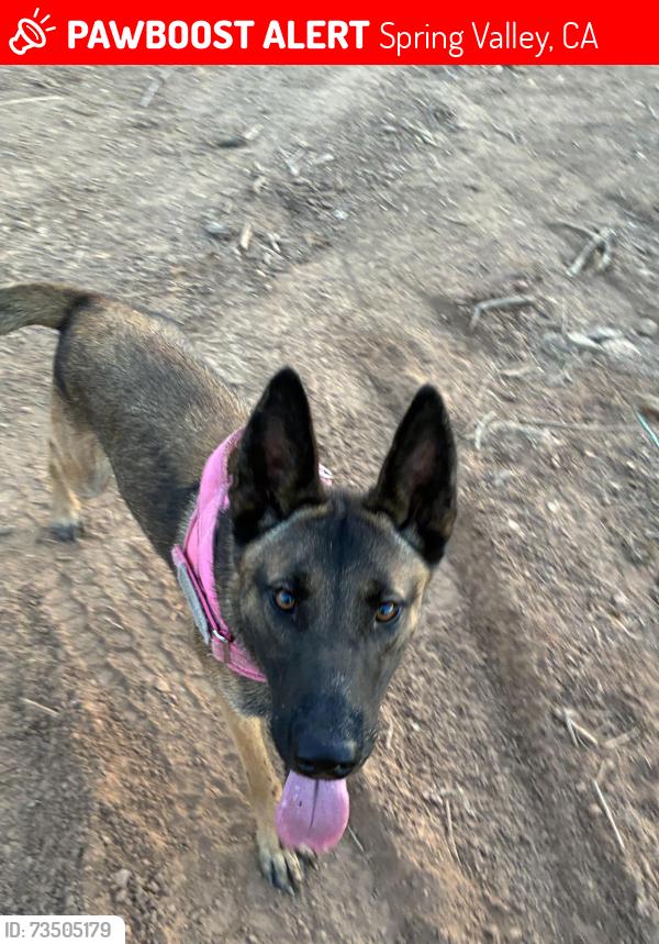 Lost Female Dog last seen Helix St, Spring Valley, CA 91977