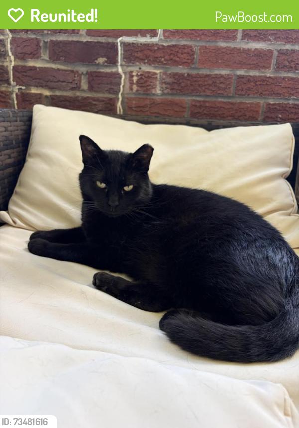 Reunited Male Cat last seen New Wine Harvest Church, Pittsburgh, PA 15236