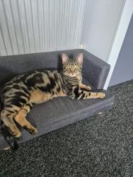 Lost Male Cat last seen Ponsonby Road, Whittington street, Stuart Road, Stoke, De Le Hay Avenue, Amherst Road., Plymouth, England 