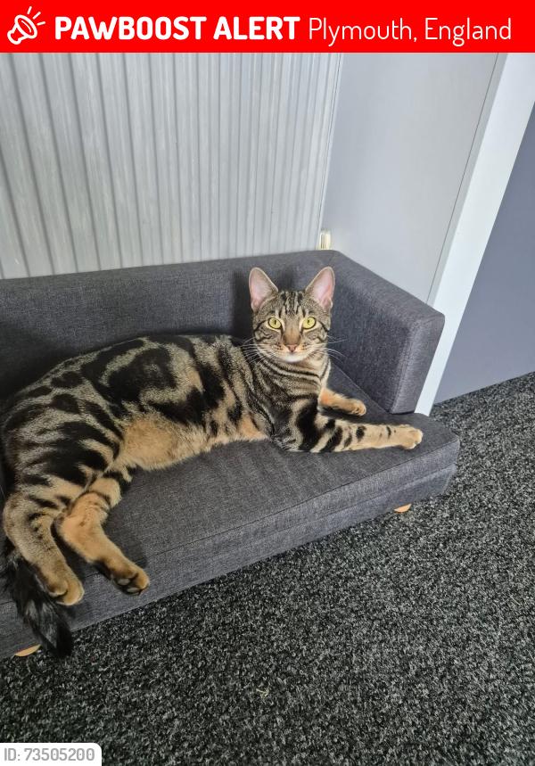 Lost Male Cat last seen Ponsonby Road, Whittington street, Stuart Road, Stoke, De Le Hay Avenue, Amherst Road., Plymouth, England 