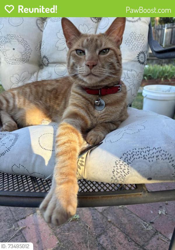 Reunited Male Cat last seen Fairvale Way, Orangevale, Orangevale, CA 95662