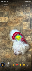 Lost Male Dog last seen Cole Rd ,Tara Ct, Sprague St, Winston-Salem, NC 27107