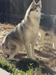 Lost Female Dog last seen Tupper court and oakwood blvd 80923, Colorado Springs, CO 80923