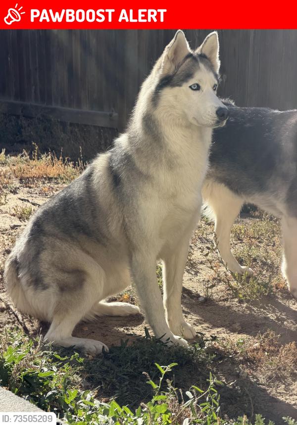 Lost Female Dog last seen Tupper court and oakwood blvd 80923, Colorado Springs, CO 80923