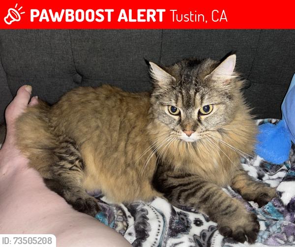 Lost Female Cat last seen Pepper Tree homes, Tustin, CA 92780