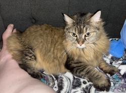 Lost Female Cat last seen Pepper Tree homes, Tustin, CA 92780