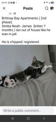 Lost Male Cat last seen Near schooner bay lane, Naples, FL 34119