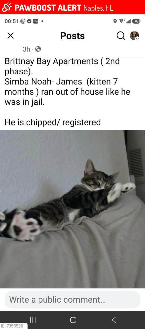 Lost Male Cat last seen Near schooner bay lane, Naples, FL 34119