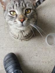 Lost Male Cat last seen 10th Street, Indianapolis, IN 46222