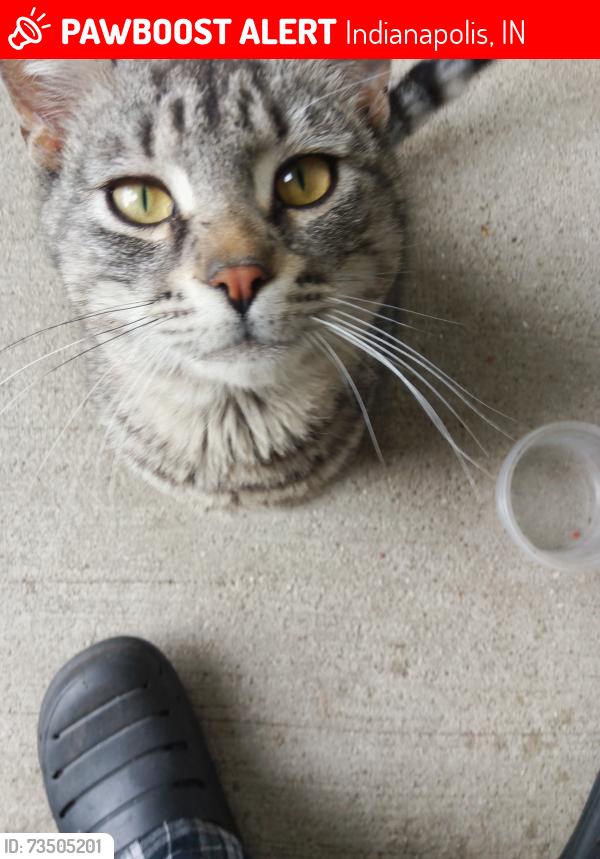 Lost Male Cat last seen 10th Street, Indianapolis, IN 46222