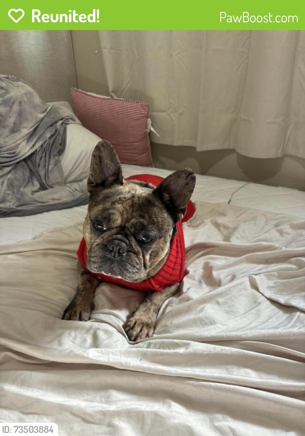Reunited Male Dog last seen Round table, San Jose, CA 95111