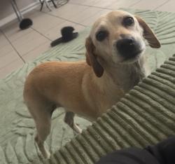 Lost Female Dog last seen Michael street & Wilson, Bakersfield, CA 93307