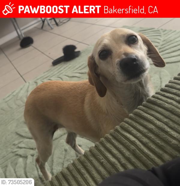 Lost Female Dog last seen Michael street & Wilson, Bakersfield, CA 93307