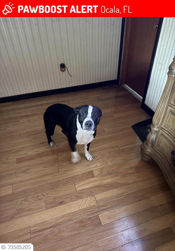 Lost Male Dog last seen Baseline and juniper, Ocala, FL 34480