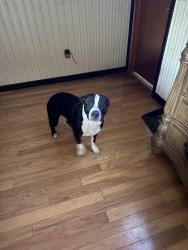 Lost Male Dog last seen Baseline and juniper, Ocala, FL 34480