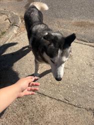 Found/Stray Male Dog last seen Miac cove Prescott and Winchester, Memphis, TN 38118