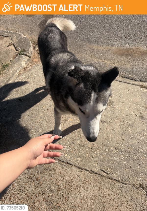 Found/Stray Male Dog last seen Miac cove Prescott and Winchester, Memphis, TN 38118