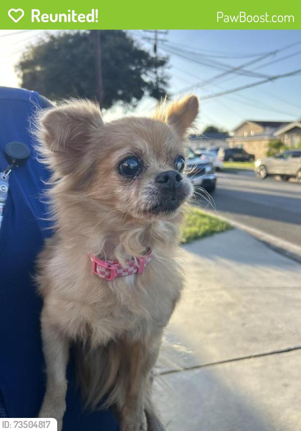 Reunited Unknown Dog last seen Olive street near Simms Park, Bellflower, CA 90706