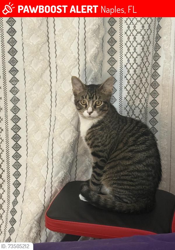 Lost Male Cat last seen near the woods but he is very skittish so there is a possibility he ran, Naples, FL 34119