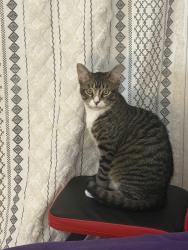 Lost Male Cat last seen near the woods but he is very skittish so there is a possibility he ran, Naples, FL 34119