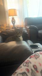 Lost Female Cat last seen ivy farms next to jeffery drive and adam’s drive, Newport News, VA 23601