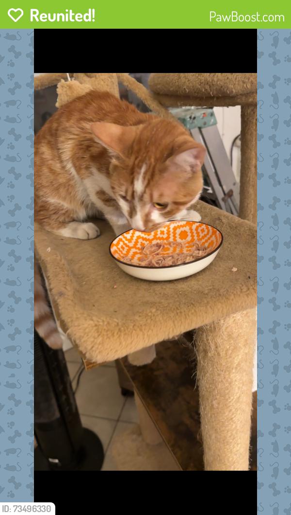 Reunited Male Cat last seen Coronado st & 6th St, Los Angeles, CA 90057