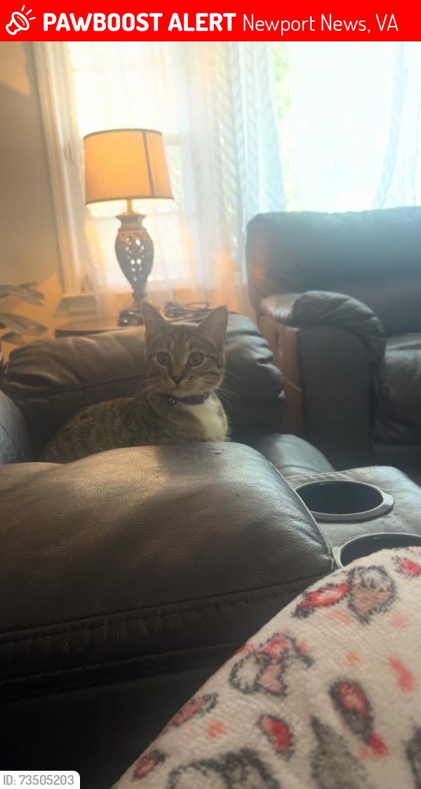 Lost Female Cat last seen ivy farms next to jeffery drive and adam’s drive, Newport News, VA 23601