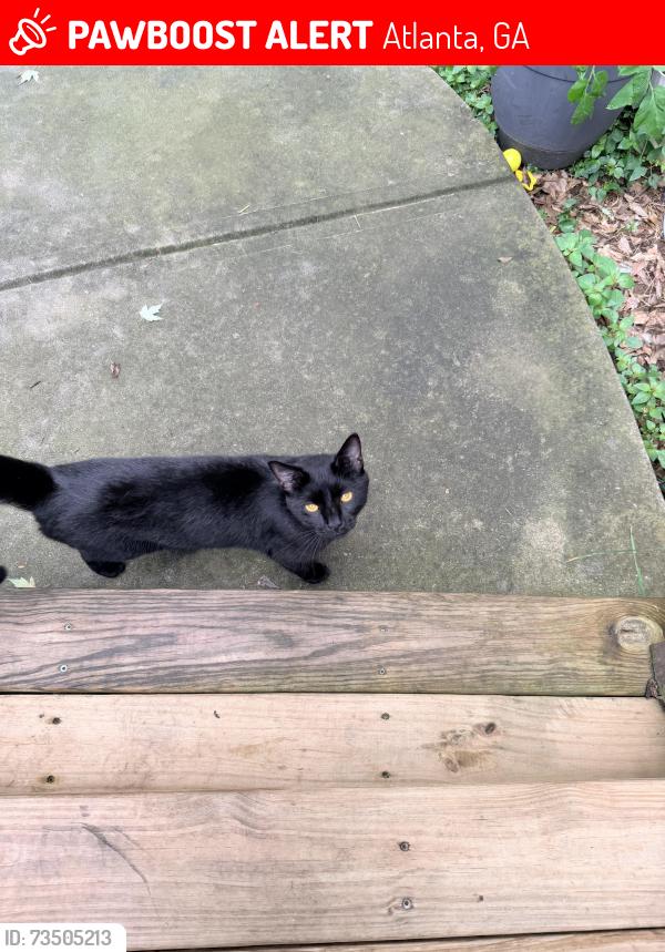 Lost Female Cat last seen West Marietta Blvd, Atlanta, GA 30318