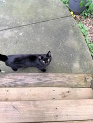 Lost Female Cat last seen West Marietta Blvd, Atlanta, GA 30318