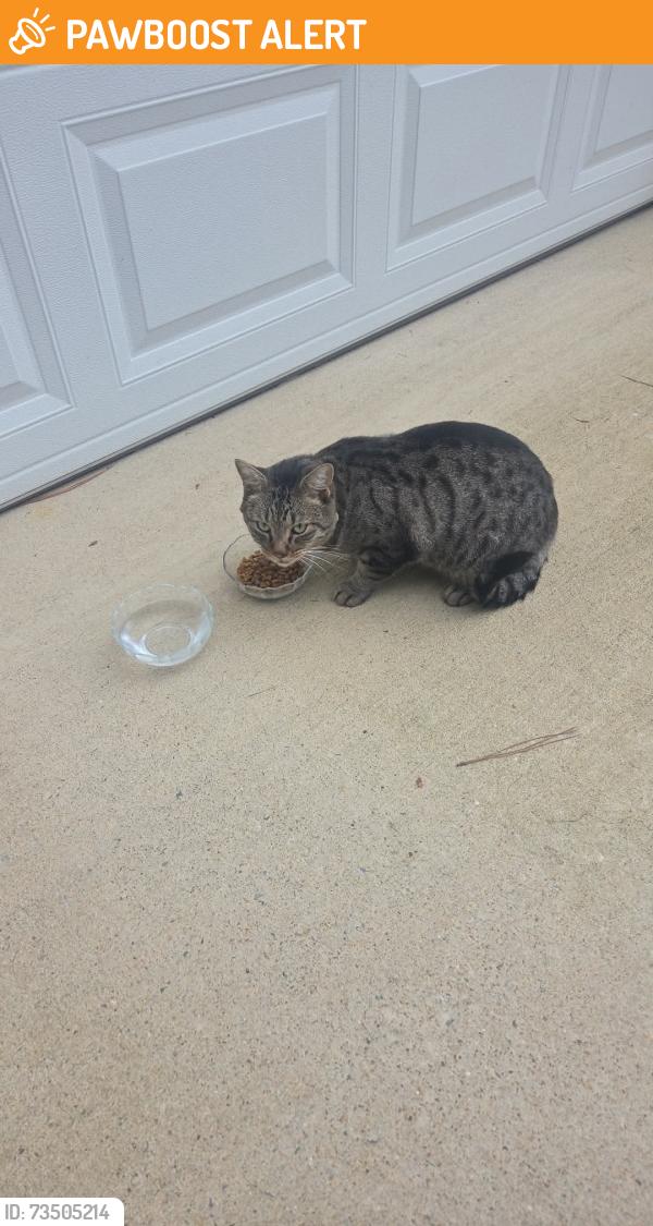 Found/Stray Unknown Cat last seen Anchor Landing Drive, Chester, Virginia, Chesterfield County, VA 23836