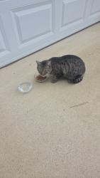 Found/Stray Unknown Cat last seen Anchor Landing Drive, Chester, Virginia, Chesterfield County, VA 23836
